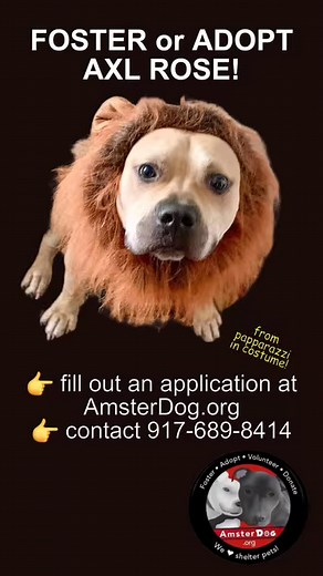 1.6K views · 15 reactions | AXL ROSE FOSTER OR ADOPTER NEEDED ...