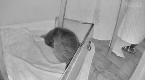 10K views · 261 reactions | When you find a kitten or kittens by...