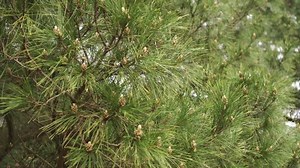 Pine Branches Green Needles Young Cones: Stockvideos & Filmmaterial (100 % lizenzfrei) 1044854386 | Shutterstock