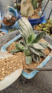 3.2K views · 85 reactions | Repotting Gasteria nigricans marmorata variegata #bikolanahardinera | Bikolanahardinera | Facebook