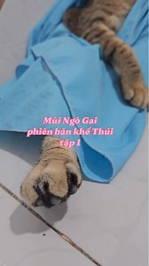 Mùi Ngò Gai tập cuối (Phiên bản khế thúi) #khethui | Khế Thúi