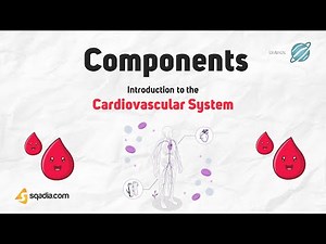 Introduction to the Cardiovascular System Physiology | Components