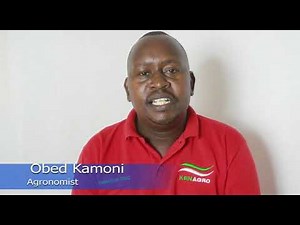 How to grow butternut in kenya