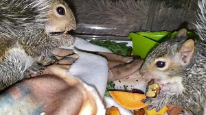 2 little orphan #squirrel girls . I rarely ever give nuts this early in age if at all. I needed to test since the little girl is smaller and a tad younger how the older would be territorial with the younger. Squirrels get VERY aggressive with nuts and nuts are terrible terrible for their little growing bodies being captive / in rehabilitation . As you can see older sibling is fine. Both keeping their distance respecting their space ❤️ This is good as they will be overwintered together ❤️ wildsou