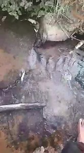 10K views · 236 reactions | When Dlozi has you by the balls...