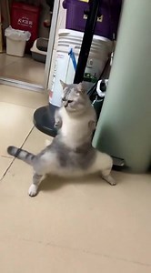 13K views · 173 reactions | This is Hands, my cat. He’ll fk you and your cat up屢 | Lil Pump | Facebook