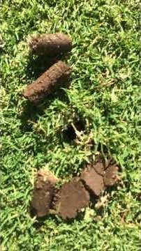 RollAerator Demonstration