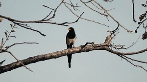 clip-3397545165-black-white-magpie-on-oak-tree-fall