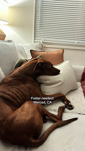Foster a Healing Rescue Dog in Merced, CA