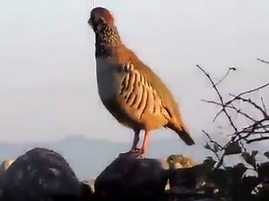 28K views · 690 reactions | I Love Hunting on Reels | Facebook