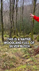 18 reactions | Did you know that Scottish woodlands can be divided...