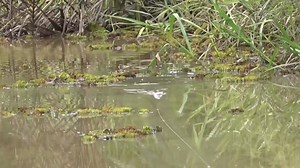 SAMBARAN EDAN IKAN GABUS KANAL | Bollon 3s