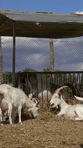 Goats Eating Hay Farm Vertical Video Stock Footage Video (100% Royalty-free) 3992071787 | Shutterstock