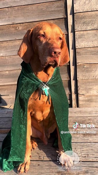 antoine.sanz.vizsla.kennel on TikTok