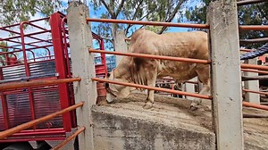 44K views · 1K reactions | caballos finos yeguas mulas burros mulas toros sardo negro y mas ganado #caballos #yeguas #mulas | Hunter Vlogs | Facebook