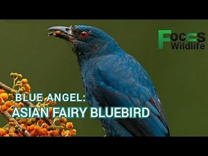 Asian Fairy Bluebird:The Blue Angel