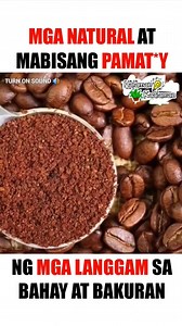 2.7K views | Mga natural at mabisang pamat*y ng mga langgam | Halaman Kaalaman | Facebook