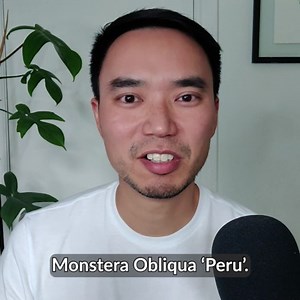 🌱 Discover my top three rare and unusual plants! #houseplants #monstera #sarapegiasandersanii #parachuteplant | Houseplantjournal