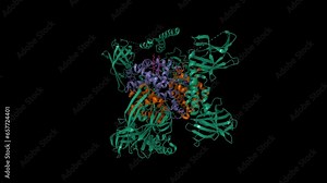 Human methemoglobin with the second and third NEAT domains of IsdH (green) from Staphylococcus aureus. Animated 3D cartoon and Gaussian surface model, chain id color scheme, PDB 4ij2, black background