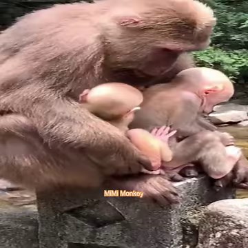 Tibetan Macaque Monkeys, Most strange monkey in the world | MiMi Monkey