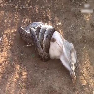 3.2K views · 50 reactions | Lions vs Big Python Snake pelea real | Isma Ortiz | Facebook