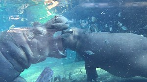 Brave Fiona! | Cincinnati Zoo & Botanical Garden