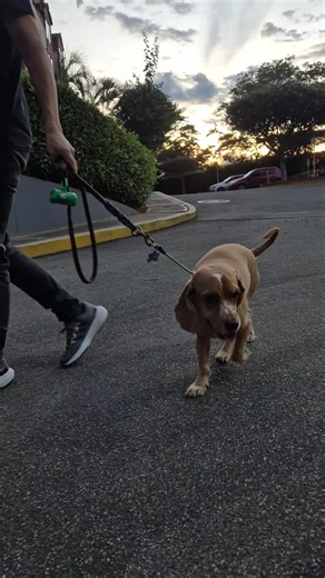 Adiestramiento K9 Mary on TikTok