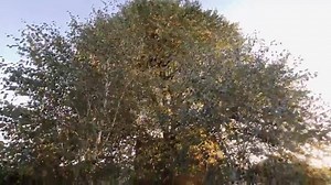 The Treehouse - Somerset :-) If you are looking for a holiday destination which provides a space to unwind, a fantastic adventure for everyone, an idyllic year roun | Lavender Hill Holidays