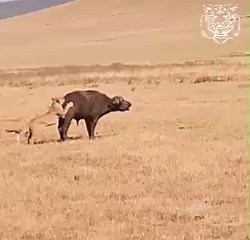 You guys think you're alone#animals#amazing animals# | BCS - Wild nature