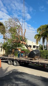 Mature Gumbo Limbo Tree . . . . #landscapedesign #landscaping #trees | Matthew Giampietro Garden Design