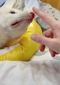 Boop the snoot, starring Gladys | Gladys the Opossum