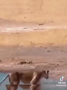 Palanca Negra Gigante ||| | ||| #PalancaNegraGigante #PalancaNegra #Palanca | A-FREE-CAN.COM | Facebook