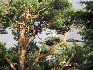 The Best Pine Trees - Garden Guides