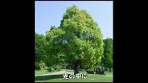 【歌う生物学】植物は光の子