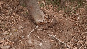 Tytuł: Primer plano de la actividad: video de stock (totalmente libre de regalías) 3990618819 | Shutterstock