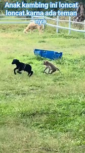 Anak kambing ini loncat loncat kerna ada teman nya bantu 10k pengikut #reels #fbpro #kambing #hewan #satwa #satwa #binatang #jangkauan @sorotan | Lucas Oliver