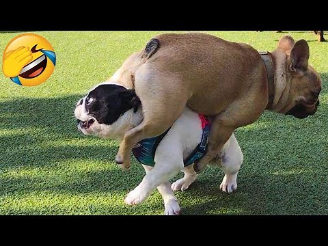 Cute Dogs And Cats That Will Make You Laugh 😂 - Funny Animal Compilation #2
