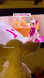 5.7K views · 528 reactions | “WE’RE DIVA DOGS” - Tinkerbelle & Belle ‍♀️✨ | Tinkerbelle The Dog | Facebook