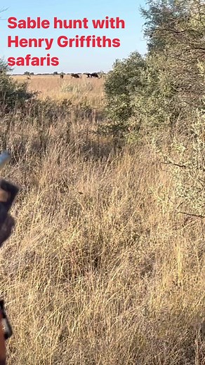 Sable hunt with Henry Griffiths safaris #sableantelope #hunting | Henry Griffiths