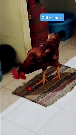 cute cock #funnypets cock lovers one like 👍 #