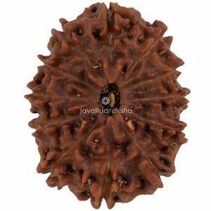 12 Mukhi Rudraksha 23,30 mm Java Perle | Klasse A Sammler | Echte Natürliche Heilige Heilung - Etsy.de