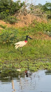 The biggest brazilian flying bird , Jabiru Stork A maior ave voadora do Brasil, Tuiuiu #pantanalpathfinder #wildlifeonearth #wildlifeplanet #wildlifephotography #preserveanatureza #filmmaking #peixe #avesbrazil #avesbrasileiras #birdlife #bird_brilliance #birdwatchers #pantanal | Pantanal Pathfinder