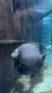 🦈 Here are just a few of the species you’ll see in the #cleaquarium Shark Gallery! #thingstodoincleveland #inthecle #thisiscle #cleveland #shark #aquarium | Greater Cleveland Aquarium