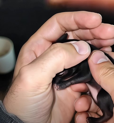 👨‍🌲 L’homme a ramené à la maison une étrange créature de la forêt 🌲. Un an plus tard, il a été choqué par ce qu’elle était devenue 😱… 👉 Détails choquants dans le premier commentaire 👇 | Très Intéressant