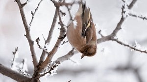 Chaffinch Songbird Winter Tree 库存影片视频（100% 免版税）3500641999 | Shutterstock