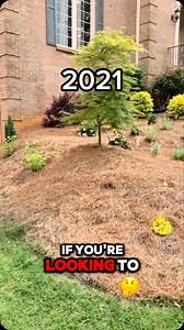 72 reactions | I’m having a very hard time keeping my mouth shut about limelight hydrangeas. Here in Atlanta mine are in FULL FULL sun and the  of my July garden | Everyday Gardening Tips | Facebook