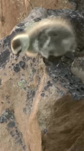 1.6K views · 13 reactions | Why Do Geese Chicks Jump Off A Cliff? #geese #chicks #documentary #foryou #fypシ゚ | Nature Lens | Facebook