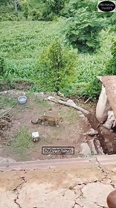 2.7M views · 21K reactions | Rescue operation after wild leopard enters human habitation in Simbal Gai area of Kalakote, Mehtka in Kalakote area of Rajouri. | Pir Panjal Talkies | Facebook