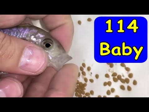 3 Emperor Cichlids fish gives birth to 141 baby fish 😍🐳 #魚 #물고기