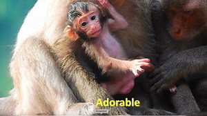 Ever cute newborn monkey, Very very adorable newborn monkey, The Monkey Camp 7005 | MonkeyCamp